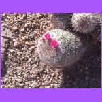 Flowering Cactus 2.jpg